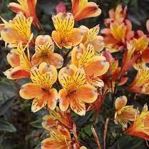 Alstroemeria Summer Breeze