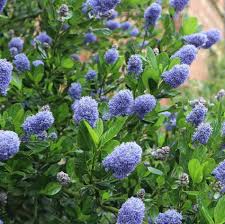 Ceanothus thy. Skylark