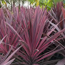 CORDYLINE Paso Doble