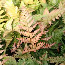 Japanese Shield Fern (Dryopteris Erythrosora)