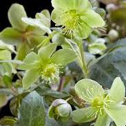 Helleborus sternii Silver Star  P14