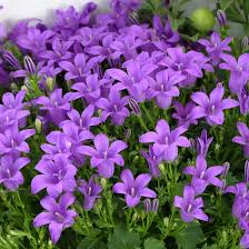 Campanula portenschlagiana