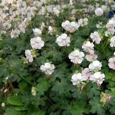 GERANIUM cant. St.Ola