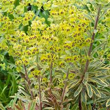 Euphorbia Ascot Rainbow