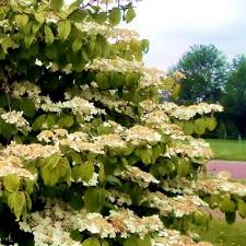 Viburnum plic. Mariesii  40-50 CM C5