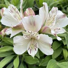 ALSTROEMERIA sp. Summer Ice