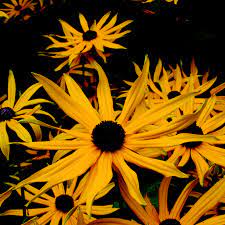 Black Eyed Susan Rudbeckia Fulgida Sullivantii Goldsturm (3Ltr Pot)