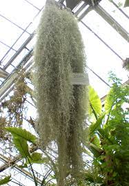 Tillandsia usneoides