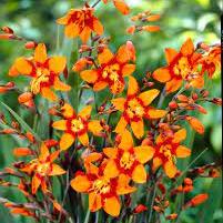 Crocosmia Emily McKenzie