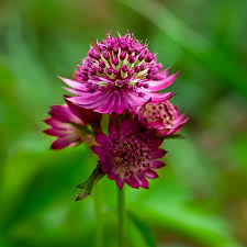 ASTRANTIA major  Star of Love