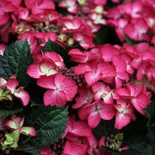 Hydrangea m. Dark Angel red  P23, 7+ flower