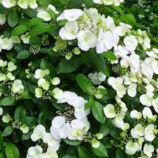 Hydrangea m. Runaway Bride