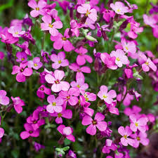 Aubrieta Neon Pink 3 Ltr