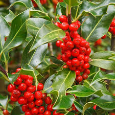 Ilex aquifolium J.C. van Tol  100-125 CM C10