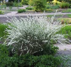 Cytisus praecox Albus