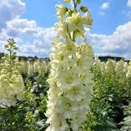 DELPHINIUM Delgenius Neva