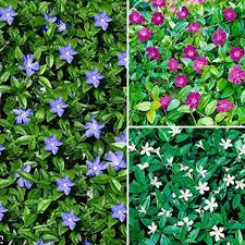 Vinca mix