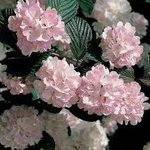 Viburnum plic. Pink Sensation  30-40 CM C4