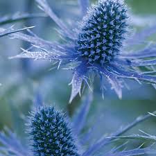 ERYNGIUM Big Blue