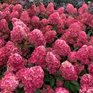 Hydrangea pan. Pink light