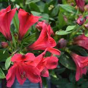 Alstroemeria Inticancha Romance 3 Ltr