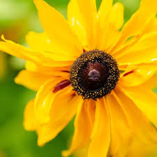 RUDBECKIA Sunbeckia Victoria