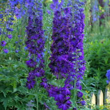 Delphinium c.M.F. D.Blue/Black Bee