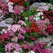 Dianthus barb. Barbarini mix  P19