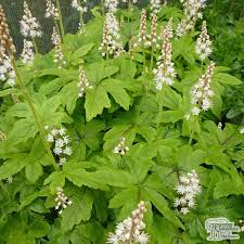 TIARELLA Jeepers Creepers