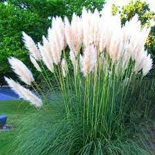 Cortaderia sell. Pumila