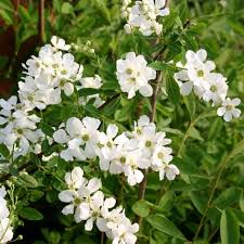 Exochorda macr. The Bride