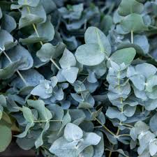 Eucalyptus gunnii France Blue