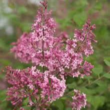 Syringa Bloomerang Pink Perfume