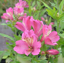 ALSTROEMERIA sp. Summer Rose