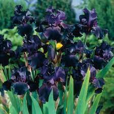 Iris germanica Superstition