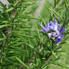 Herb Rosemary 10.5cm