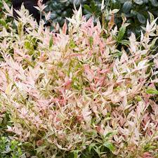 Nandina domestica Twilight  2 Ltr pot