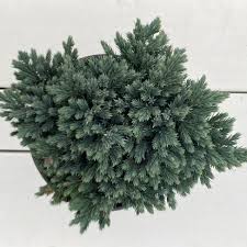 Juniperus squamata Blue Star