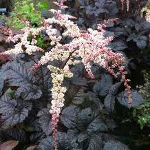 Astilbe Chocolate Shogun