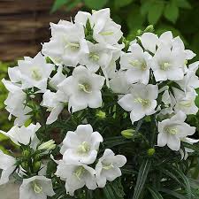 Campanula persic. Taikon White