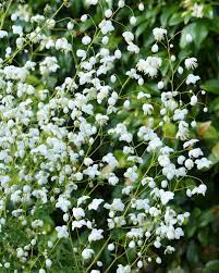 THALICTRUM Splendide White