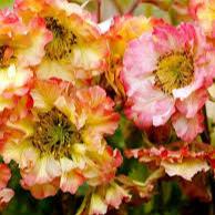 GEUM Pretticoats Peach