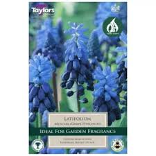 SCILLA LITARDIEREI ROYAL AMETHYST x 12