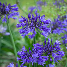 Agapanthus midnight star