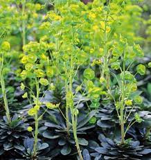 Mrs Robbs Hatbox Euphorbia Amygdaloides Robbiae (3Ltr Pot)