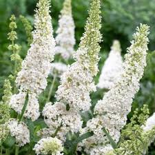 Buddleia White Bouquet