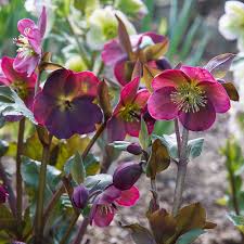 HELLEBORUS FROSTKISS ANNA S RED