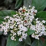 Viburnum tinus