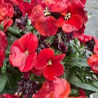 Erysimum Winter Flame 2 Ltr