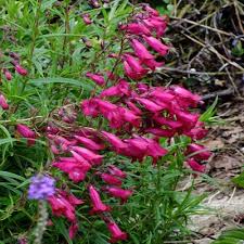 PENSTEMON Garnet